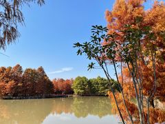 -上海海湾国家森林公园