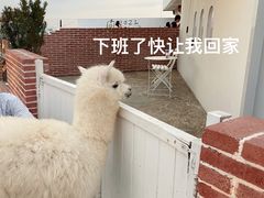 -Blue Concept Cafe&Farm·關於藍