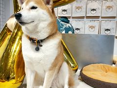 -柴务处·柴犬主题狗咖
