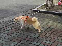 -泰州凤城河风景区-泰山公园