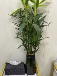 -TRIMS HAIR 修剪造型·烫染接发
