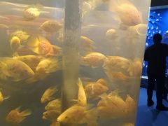 -梦幻海洋王国(吾悦广场张家港店)