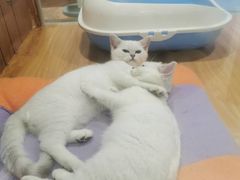 -龟与熊猫宠物公园(南坪店)
