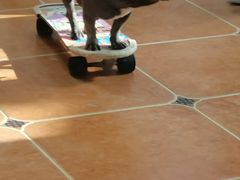 -柯斗斗主题餐厅·狗咖·围炉煮茶·茶饮(国瑞升平里店)