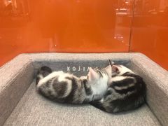 -狗道宠物(常熟印象城店)