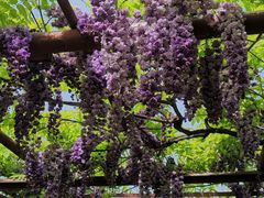 -嘉定紫藤园
