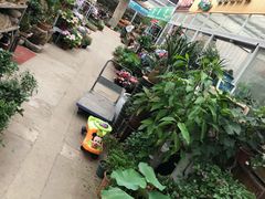 -龙大花卉苗木市场