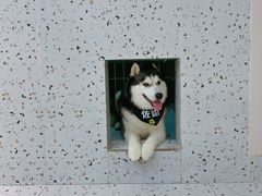 -Husky Go!哈士奇体验馆·宠物咖啡厅狗咖