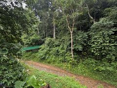 -西双版纳原始森林公园