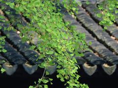 -苏州文庙(姑苏区)
