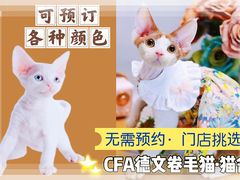 -70cat德文卷毛猫·缅因猫纯种猫舍