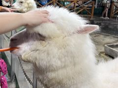 -上海大自然野生昆虫馆(东方明珠·爬宠昆虫探索中心)