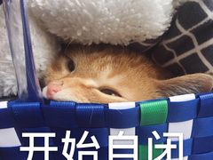 -贝利宠物医院·骨科·眼科·肿瘤转诊中心(南坪诊疗中心)