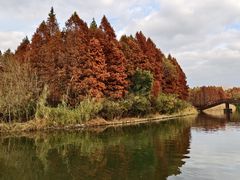 -溱湖国家湿地公园