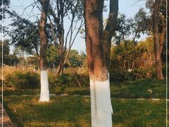 -大渡口区义渡公园