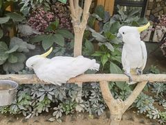 -南宫五洲植物乐园