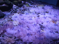 -瑞普利水族馆