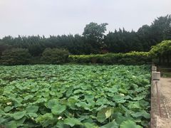 -嘉定紫藤园
