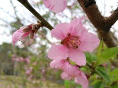 -金鸡山公园