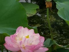 -荷塘月色湿地公园·向阳花洲