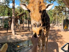 -清迈夜间动物园