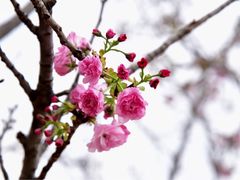-天适樱花悠乐园