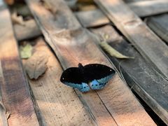 -西双版纳原始森林公园