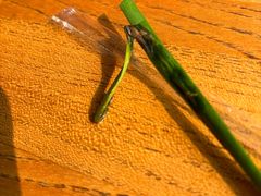 -饭怕鱼(阳光100店)