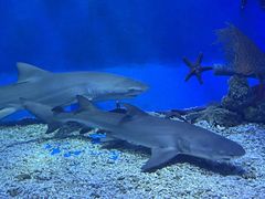 -太平洋海底世界