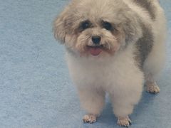 -博特宠物医院24h犬猫全科.骨科·异宠