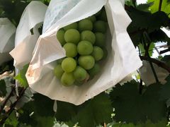 -马陆小张葡萄园农家乐