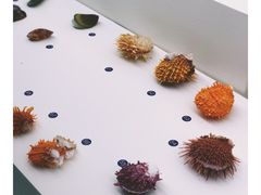 -青岛贝壳博物馆