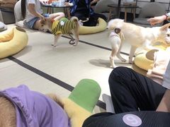-逗柴咖啡屋·狗咖猫咖宠物桌游