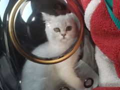 -欣宠猫屋·矮脚拿破仑·蓝金金渐层