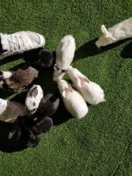 -萌宠亲子动物乐园(槐房万达店)