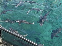 -三亚蜈支洲岛旅游区
