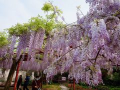 -嘉定紫藤园