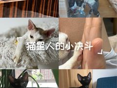 -山宅一喵德文卷毛猫舍