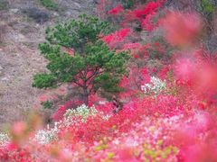 -木兰云雾山