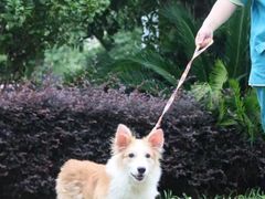 -宠颐生汉谟拉比宠物医院