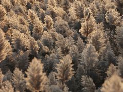 -野鸭湖国家湿地公园