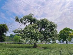 -龙坞茶村