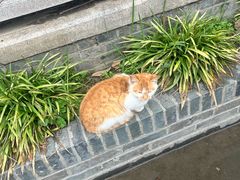 -高旻寺