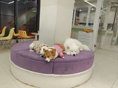 -怪兽屋·羊驼·猫咖·狗咖(俊华广场店)