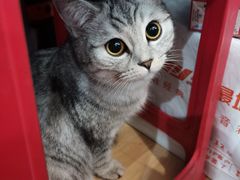 -猫尾侦探俱乐部·剧本杀·狼人杀