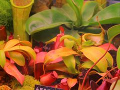 -中国科学院西双版纳热带植物园