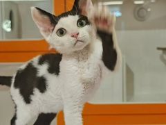-三花喵·撸猫购宠·宠物生活馆(虹桥南丰城店)
