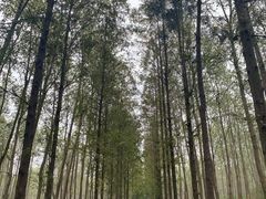 -合肥滨湖国家森林公园