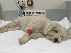 -宠福鑫动物医院·动物疾病诊疗中心(天通苑店)