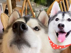 -Husky Go! 哈士奇体验馆·宠物咖啡厅狗咖